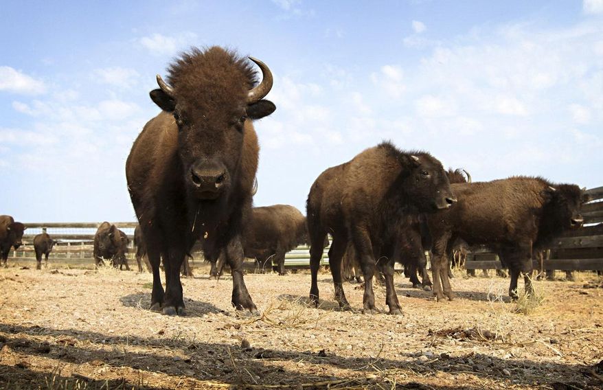 FILE - This Sept. 23, 2012, file photo shows buffalo in Custer State Park in western South Dakota. A new book detailing the history of the American buffalo is telling the story of the last great bison hunts in the western Dakotas and efforts to restore the animals that were on the brink of extinction. "Buffalo Heartbeats Across the Plains," released in June 2018 by North Dakota author Francie Berg, takes a deeper dive into the people and places featured in her previous tour book. (AP Photo/Amber Hunt, File)