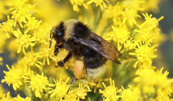 This undated photo provided by Rich Hatfield shows a western bumble bee (Bombus occidentalis) landing on Canada goldenrod. The California Supreme Court on Wednesday, Sept. 21, 2022, allowed the state to consider protecting threatened bumblebees under a conservation law listing aimed at fish. (Rich Hatfield/The Xerces Society via AP)