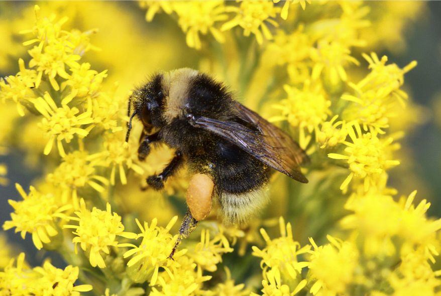 This undated photo provided by Rich Hatfield shows a western bumble bee (Bombus occidentalis) landing on Canada goldenrod. The California Supreme Court on Wednesday, Sept. 21, 2022, allowed the state to consider protecting threatened bumblebees under a conservation law listing aimed at fish. (Rich Hatfield/The Xerces Society via AP)