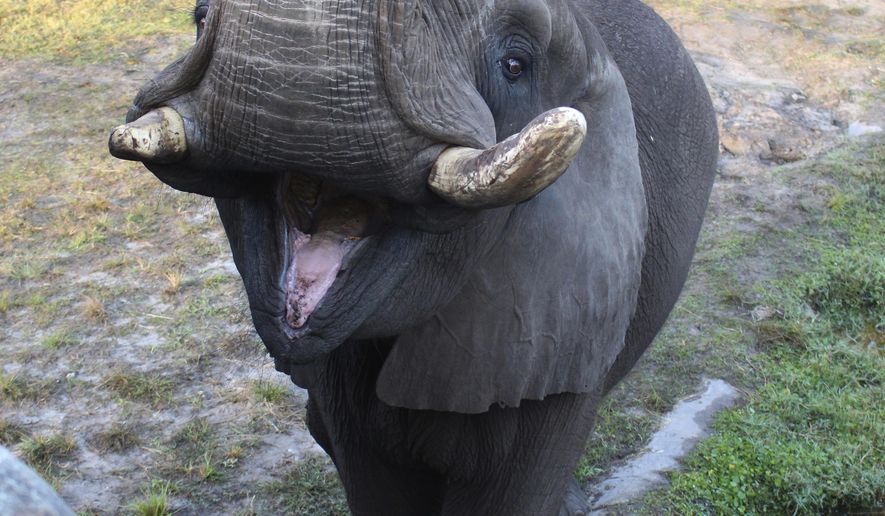 This 2017 photo provided by the Jacksonville Zoo and Garden shows Ali, a bull elephant that once lived at Michael Jackson’s Neverland Ranch briefly escaped its enclosure on Sunday, June 17, 2018, at the Jacksonville Zoo and Gardens in Jacksonville, Fla. The zoo said the elephant wandered through a gate that was accidentally left open and wound up in a courtyard. (Jacksonville Zoo and Garden via AP)