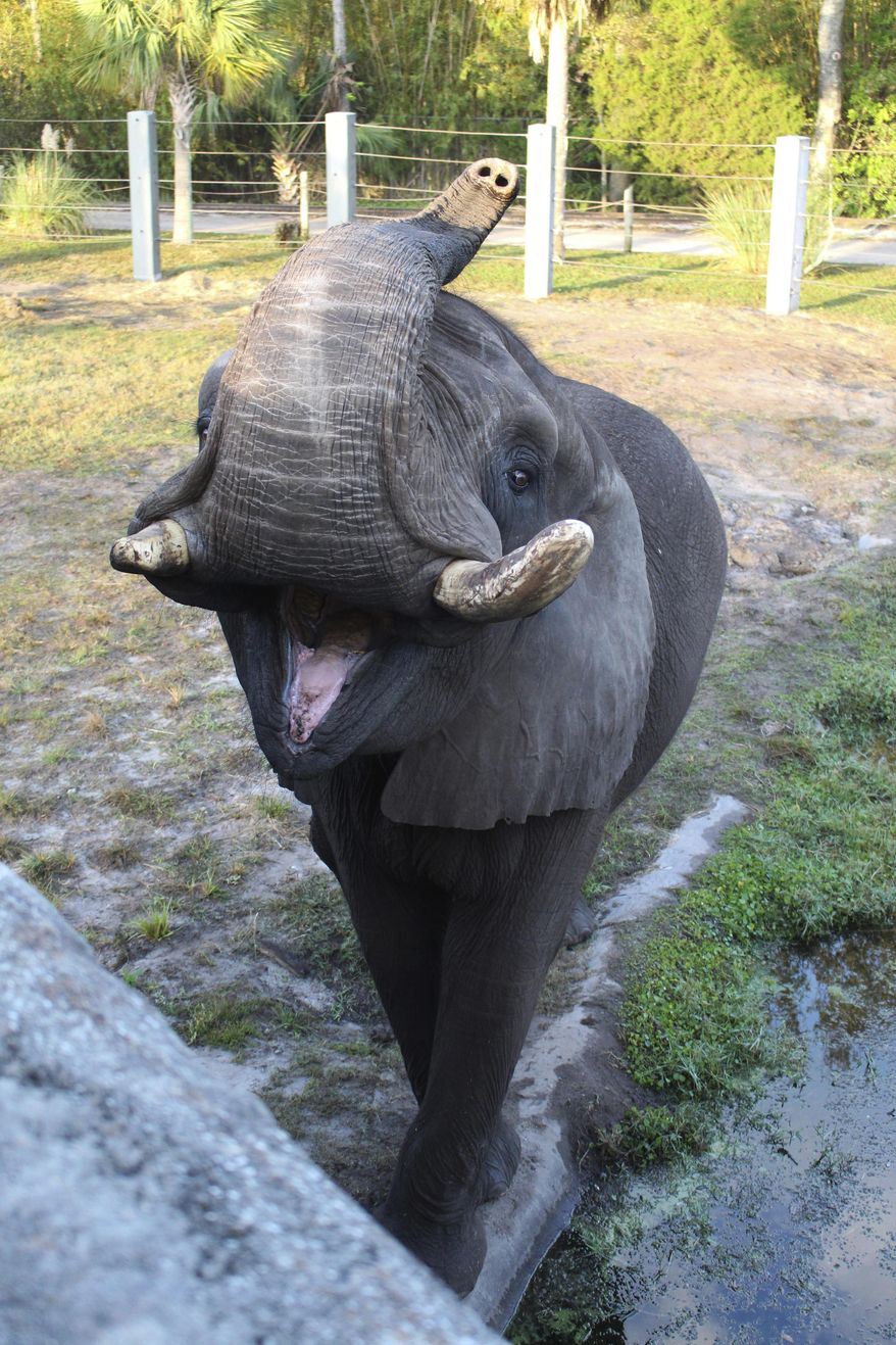 This 2017 photo provided by the Jacksonville Zoo and Garden shows Ali, a bull elephant that once lived at Michael Jackson’s Neverland Ranch briefly escaped its enclosure on Sunday, June 17, 2018, at the Jacksonville Zoo and Gardens in Jacksonville, Fla. The zoo said the elephant wandered through a gate that was accidentally left open and wound up in a courtyard. (Jacksonville Zoo and Garden via AP)