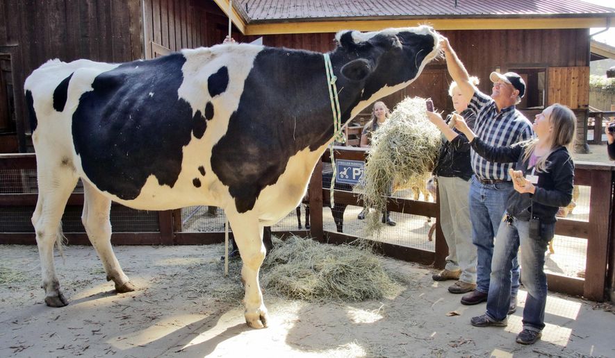 FILE - In this Sept. 6, 2016, file photo, co-owner Ken Farley of Ferndale, Calif., and animal care supervisor Amanda Auston, right, tend to Danniel, a giant Holstein steer, at the Sequoia Park Zoo in Eureka, Calif. The 1-ton Holstein steer that loved to eat bread and received international attention when it competed for the title of tallest bovine in the world has died. The Eureka Times-Standard reports Danniel, which stood at 6 feet and 4 inches, died Saturday, June 16, 2018, at the age of 8. (Shaun Walker/The Times-Standard via AP, File)
