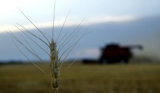 In this Friday, June 15, 2018 photo, winter wheat is harvested in a field farmed by Dalton and Carson North near McCracken, Kan. Kansas farmers are harvesting a smaller winter wheat crop amid an ongoing drought. (AP Photo/Charlie Riedel)