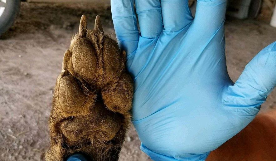 File - This undated file photo provided by the Montana Fish, Wildlife and Parks shows a wolf-like animal that was shot on May 16, 2018, after it was spotted in a private pasture with livestock near Denton, Mont. The mystery is over: Montana wildlife officials confirm that an unusual-looking animal shot in central Montana was actually a wolf. Montana Fish, Wildlife and Parks officials initially weren't certain what the creature was when a rancher shot it near Denton in May. They noted the legs, front claws and canine teeth were shorter and its ears bigger than normally seen on wolves. Officials said in a statement Monday, June 18, 2018, that an inspection of the animal at its wildlife health laboratory revealed it to be a relatively normal looking wolf. DNA tests confirmed that the animal was a gray wolf. (Montana Fish, Wildlife and Parks via AP, File)