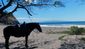 rancho-chilamate-beach-horse.jpg