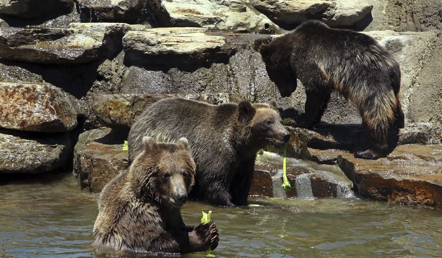 Grizzly and brown bears eat a celery snack in their pool habitat on the California Trail at the Oakland Zoo on Wednesday, June 20, 2018, in Oakland, Calif. More than two decades in the making, Oakland Zoo's highly anticipated California Trail opens to the public on July 12, 2018. The expansion more than doubles the current size of the zoo from 45 to 100 acres. Eight new native California animal species, each selected for their historical significance to California and status in the wild, have settled into their expansive new habitats, among the largest in the world and designed under the collaboration of animal behavior, wildlife, and habitat design experts. The California Trail will be home to American buffalo, grizzly, black, and brown bears, mountain lions, jaguars, California condors, gray wolves and bald eagles. (AP Photo/Ben Margot)