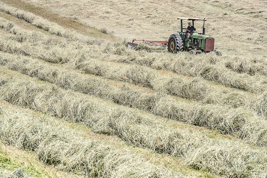 Pedro Cordero rakes up hay in preparation for baling at Maple Row Farm, Thursday, June 21, 2018, in Auburn, Maine. (Andree Kehn/Sun Journal via AP)