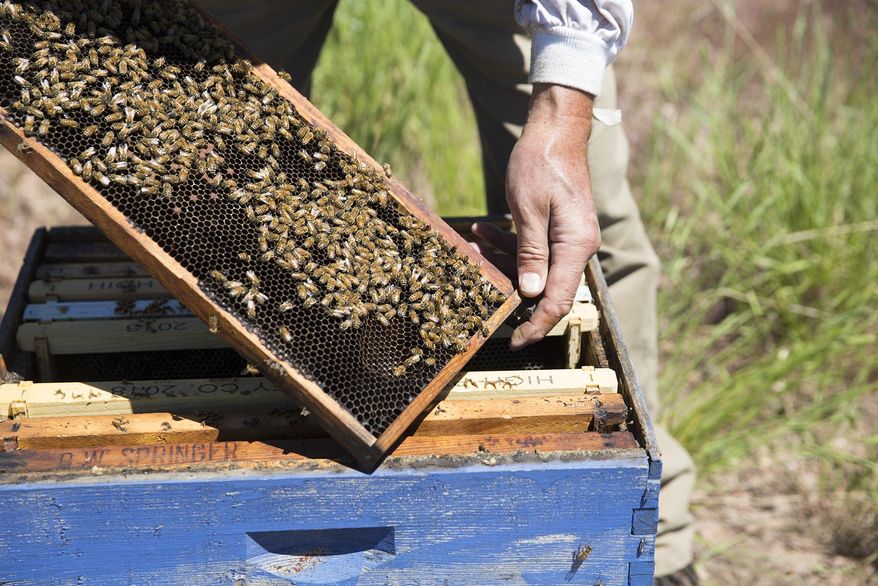 ADVANCE FOR WEEKEND EDITIONS, JUNE 23-24 - In this June 12, 2018 photo, Dennis Walker takes a look at one of his 800 beehives in Gillette, Wyo. For some, retired life is about sitting back and relaxing, but for Judy and Dennis Walker, co-owners of High Plains Honey, they're as busy as bees. (Kelly Wenzel/Gillette News Record via AP)