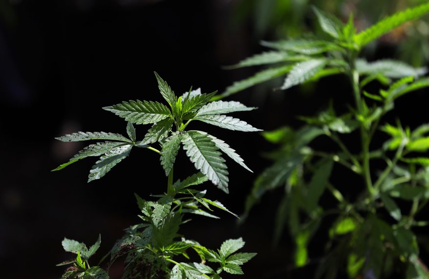 In this April 12, 2018, file photo, a marijuana plant awaits transplanting at the Hollingsworth Cannabis Company near Shelton, Wash. (AP Photo/Ted S. Warren, File)