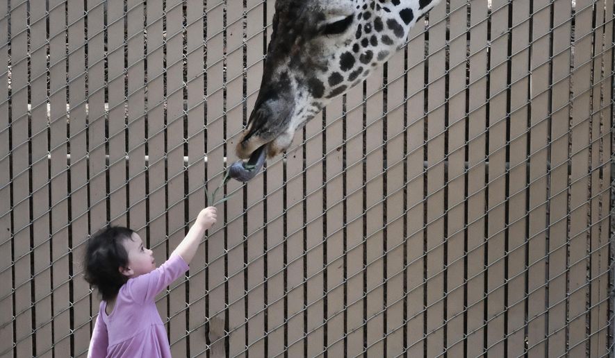 A small visitor to the Los Angeles Zoo feeds a Masai giraffe calf, in it's enclosure at the on Friday, June 22, 2018. The zoo announced this week that a female giraffe was born on May 15, the fourth baby born to mother Hasina and the third for the father, Phillip. The calf, stands about 6 feet tall and weighs around 176 pounds. It doesn't have a name yet. (AP Photo/Richard Vogel)