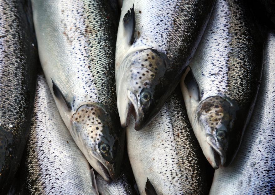 FILE - In this Oct. 12, 2008, file photo, farm-raised Atlantic salmon move across a conveyor belt as they are brought aboard a harvesting boat near Eastport, Maine. Federal data say the United States imported more seafood in 2017 than at any point in its history, and the nation's trade deficit in the sector is growing. Some of the seafood items that American consumers are especially fond of, including salmon, tuna and shrimp, are heavily dependent on foreign imports to make it to U.S. markets and restaurants. (AP Photo/Robert F. Bukaty, File)
