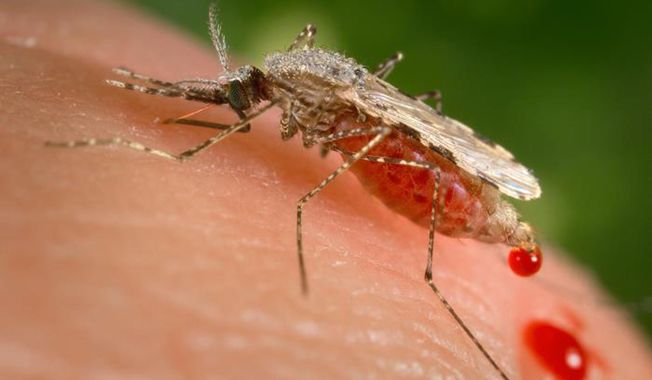 Photo provided by the Centers for Disease Control and Prevention (CDC) shows a feeding female Anopheles Stephensi mosquito crouching forward and downward on her forelegs on a human skin surface, in the process of obtaining its blood meal through its sharp, needle-like labrum, which it had inserted into its human host. Ugandan Brian Gitta, 25, has won in 2018 a prestigious engineering prize for a non-invasive malaria test kit that is hoped to become widely used across Africa. (James Gathany/CDC via AP, File)