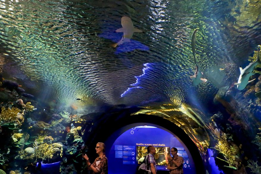 Visitors walk through an immersive underwater tunnel that features a coral reef ecosystem with sharks at the new shark exhibition at the New York Aquarium, Wednesday June 20, 2018, in New York. "Ocean Wonders: Sharks!" exhibition, scheduled to open June 30, requires 500,000 gallons of water and will house more than 115 species with interactive presentations. (AP Photo/Bebeto Matthews)