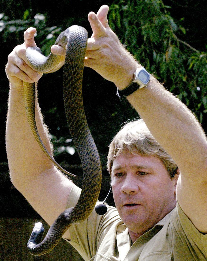 Steve Irwin handles the world's most venomous snake, the Taipan snake, at the Singapore Zoological Gardens Thursday, March 9, 2006 in Singapore. Steve Irwin, the Australian television personality and environmentalist known as the Crocodile Hunter, was killed Monday, Sept. 4, 2006, by a stingray barb during a diving expedition, Australian media reported. (AP Photo/Wong Maye-E)