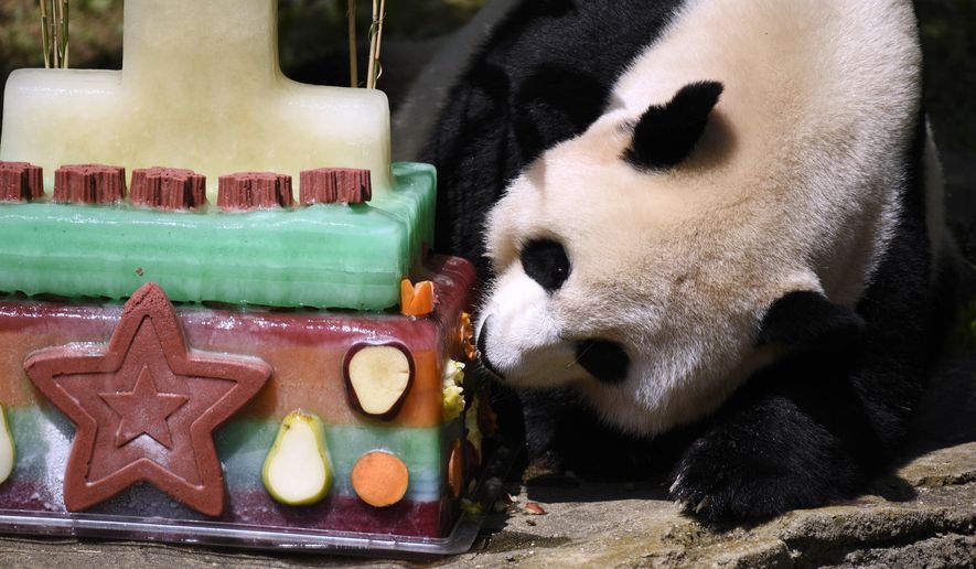 FILE - In this Aug. 20, 2016, file photo, Mei Xiang, mother of giant panda cub Bei Bei, eats Bei Bei's birthday cake at the National Zoo in Washington, during a celebration of Bei Bei's first birthday. Officials closed the David M. Rubenstein Family Giant Panda Habitat on Sunday, June 24, 2018, to give Mei Xiang some quiet time because she is exhibiting behaviors that are in line with both a pregnancy and false pregnancy. (AP Photo/Sait Serkan Gurbuz, File)