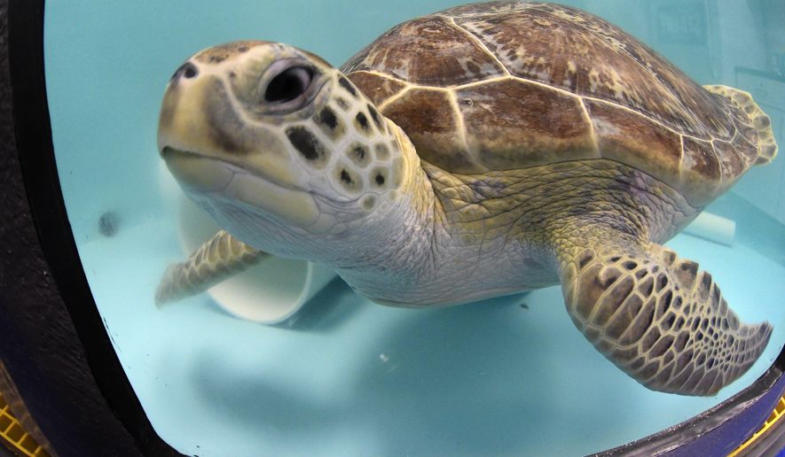 Pancake is a sea turtle recovering from a virus at the new Sea Turtle Rescue Center at SEA LIFE Grapevine Aquarium in Grapevine, Texas, Monday, June 18, 2018. (Max Faulkner/Star-Telegram via AP)