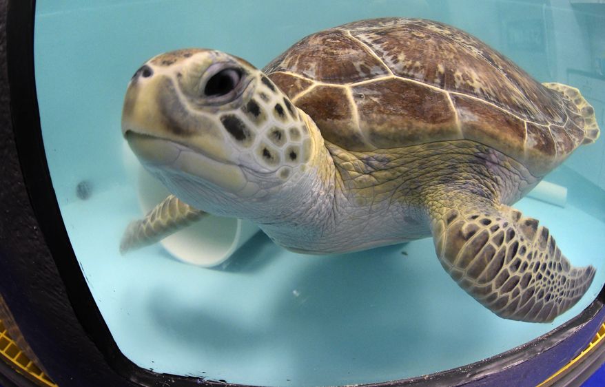 Pancake is a sea turtle recovering from a virus at the new Sea Turtle Rescue Center at SEA LIFE Grapevine Aquarium in Grapevine, Texas, Monday, June 18, 2018. (Max Faulkner/Star-Telegram via AP)
