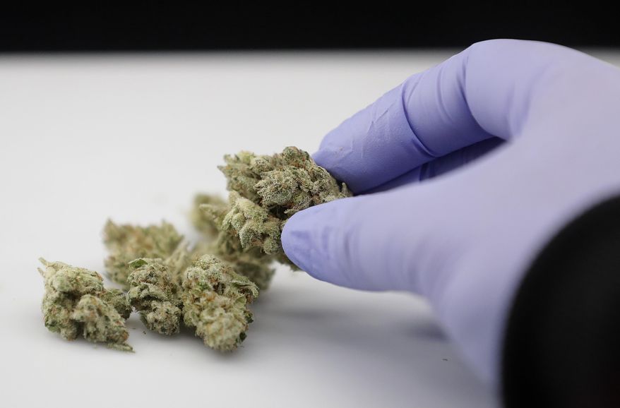 In this June 21, 2018, photo, laboratory manager Emily Savage demonstrates how she uses an instrument to photograph cannabis samples at CW Analytical Laboratories, in Oakland, Calif. California's new rules require testing of marijuana for pesticides and contaminants such as heavy metals, solvents and mold. They also say edibles must be tested to determine concentrations of the mind-altering ingredient THC. (AP Photo/Jeff Chiu)