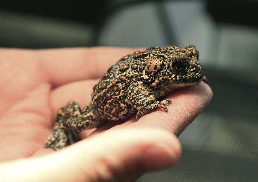 This July 2017 photo provided by the University of Nevada, Reno shows a Dixie Valley toad at a laboratory on the Reno, Nev. The U.S. Fish and Wildlife Service agreed on Tuesday, June 26, 2018, to consider Endangered Species Act protection for the toad that only recently was discovered in northern Nevada's high desert where one of the biggest producers of geothermal energy in the nation wants to build another power plant. (Mike Wolterbeek/University of Nevada, Reno via AP)