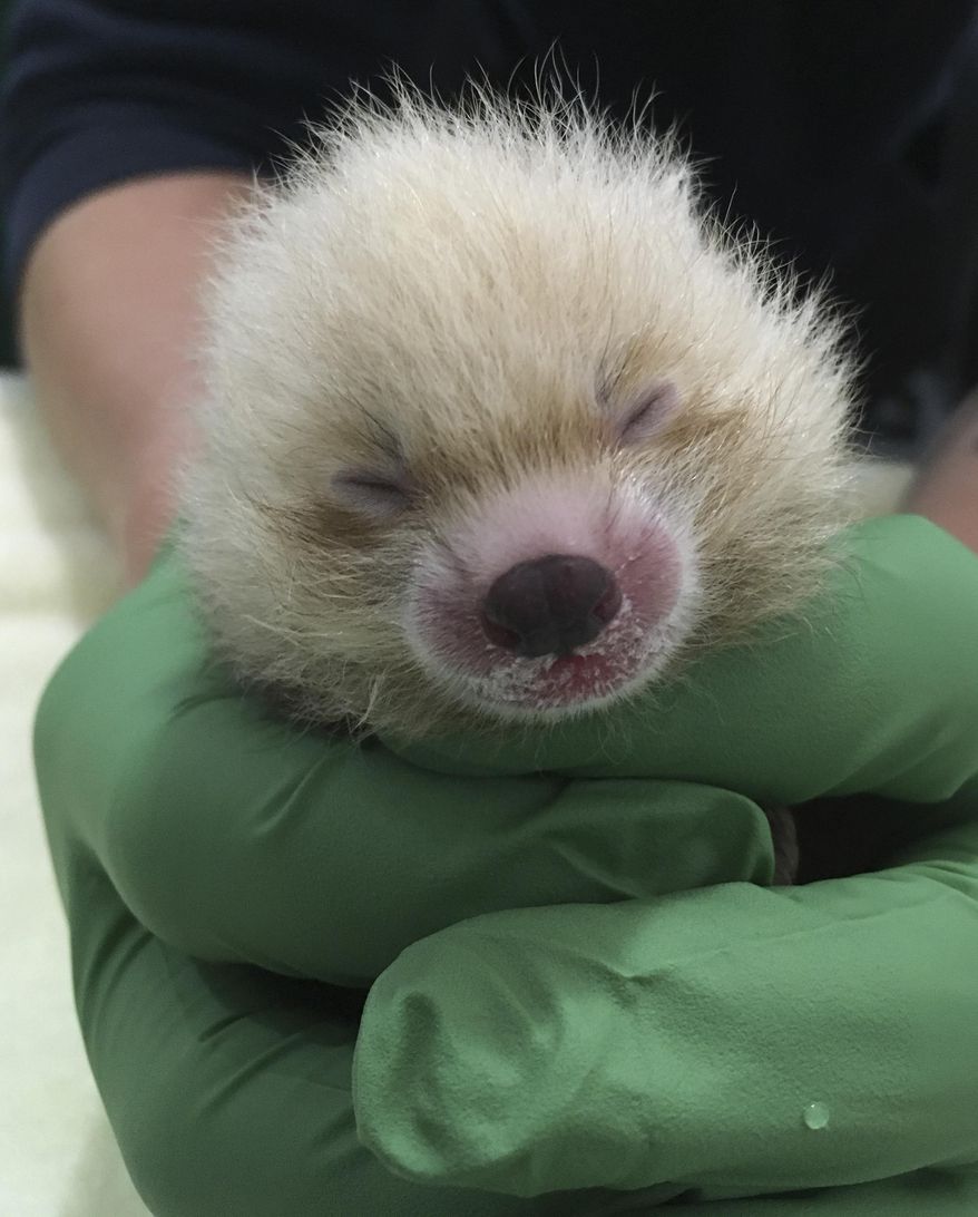 In this photo taken Tuesday, June 26, 2018, and provided by the Sacramento Zoo, is the zoo's new baby red panda. The newest furry member of the Sacramento Zoo is relying on human care after her mother started neglecting the tiny red panda. Sacramento Zoo spokeswoman Laurel Vincent said Friday, June 29, 2018, that the female cub was born Monday to 7-year-old Pili and 9-year-old Takeo. Veterinarians took the hypothermic cub into intensive care a day after her mother left her unattended.(Sacramento Zoo via AP)