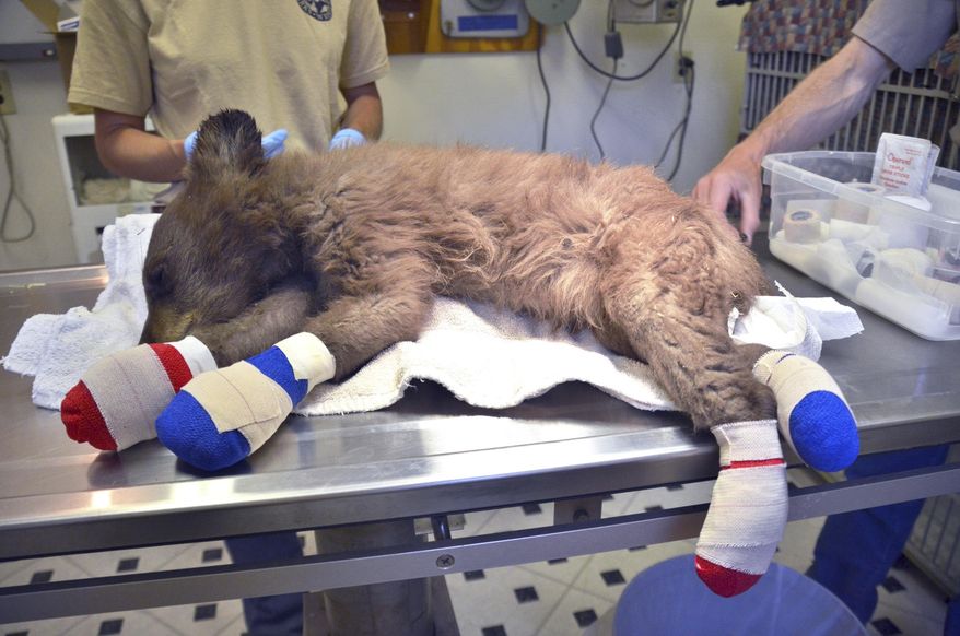 In this photo provided by Colorado Parks and Wildlife, a female bear cub lies on a table with bandages on her burned paws in Del Norte, Colo., June 27, 2018. The cub was rescued on June 22, 2018, from a wildfire north of Durango, Colo., is being treated at a Colorado Parks and Wildlife facility in Del Norte, is expected to recover and to be returned to the wild. (Joe Lewandowski/ Colorado Parks and Wildlife via AP)