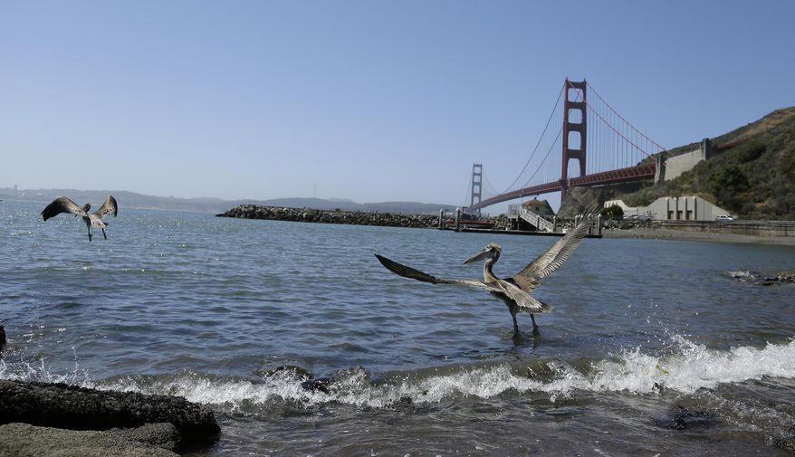 A pair of brown pelicans head for San Francisco Bay after being released at Fort Baker with the Golden Gate Bridge in the background Friday, June 29, 2018, in Sausalito, Calif. Seven young brown pelicans were released into the wild in Northern California after spending weeks at an aviary recovering from malnutrition. Russ Curtis of International Bird Rescue said the birds noted for their large, pointy beaks are among more than 80 sick and starving pelicans taken in by the group throughout the state since April. (AP Photo/Eric Risberg)
