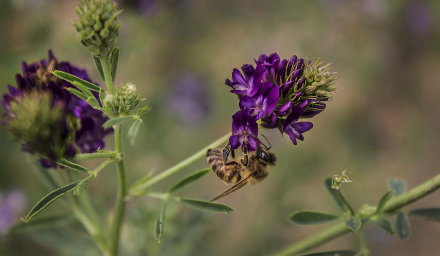 This June 2015 photo provided by The Ohio State University shows a bee on a flower in Southwest Minnesota. A new federal study finds that honeybees in the Northern Great Plains are having a hard time finding food as conservation land is converted to row crops. (Sarah Scott/The Ohio State University via AP)