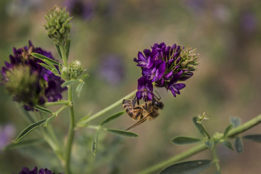 This June 2015 photo provided by The Ohio State University shows a bee on a flower in Southwest Minnesota. A new federal study finds that honeybees in the Northern Great Plains are having a hard time finding food as conservation land is converted to row crops. (Sarah Scott/The Ohio State University via AP)