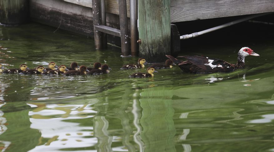 A muscovy duck and its young swim through an algae infested canal off of Orange Grove Boulevard in North Fort Myers, Fla., on Tuesday, July 10, 2018. Blue-green algae that covers much of Lake Okeechobee has been growing and flowing through canals connecting the freshwater lake to sensitive estuaries on the east and west coasts of the state. (Andrew West/The News-Press via AP)
