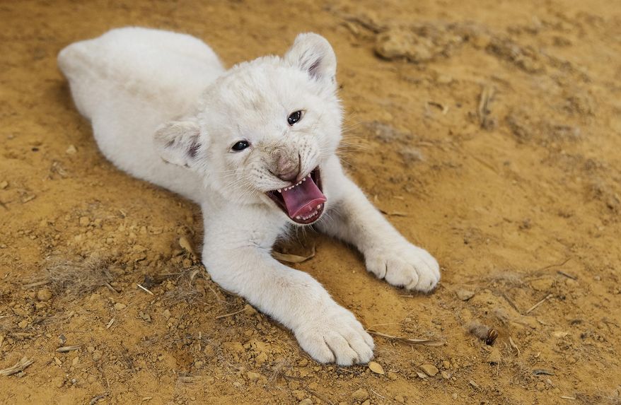 In this Wednesday July 11, 2018 photo, Luna, a seven-week-old white African lion cub, makes her public debut at Tiger Creek Animal Sanctuary in Tyler, Texas. Luna will go on display twice a day at 10 a.m. and 1 p.m. (Sarah A. Miller/Tyler Morning Telegraph via AP)