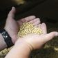In this July 18, 2018 photo, soybean farmer Michael Petefish holds soybeans from last season&#39;s crop at his farm near Claremont in southern Minnesota. American farmers have put the brakes on unnecessary spending as the U.S.-China trade war escalates, hoping the two countries work out their differences before the full impact of China&#39;s retaliatory tariffs hits American soybean and pork producers. (AP Photo/Jim Mone)