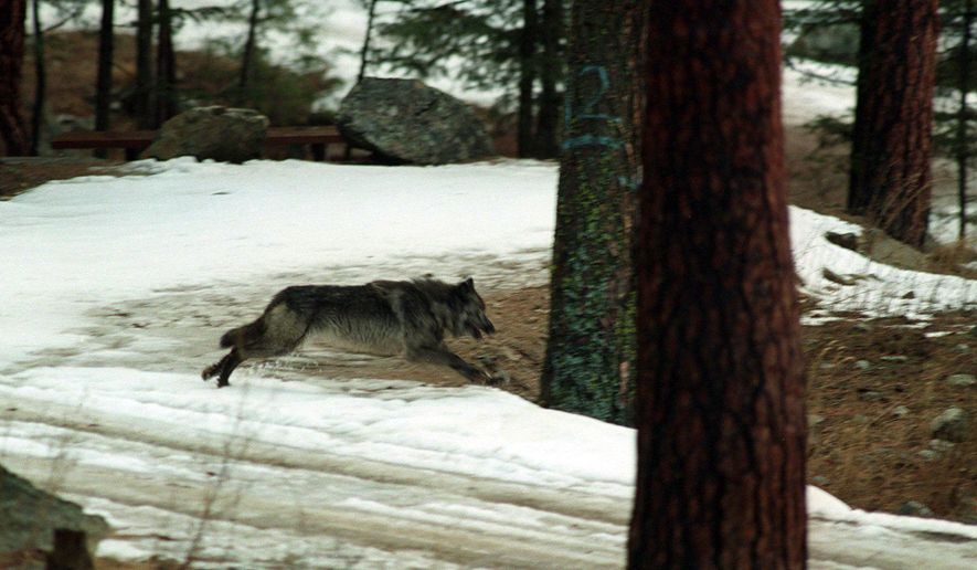 FILE--In this Jan. 14, 1995, file photo, a wolf leaps across a road into the wilds of Central Idaho north of Salom, Idaho.  The U.S. Department of Agriculture&#x27;s Wildlife Services on Wednesday, July 18, 2018,  said it killed the wolves earlier this month near Stanley at the request of the Idaho Department of Fish and Game after confirming wolves killed six sheep. (AP Photo/Douglas Pizac, file)