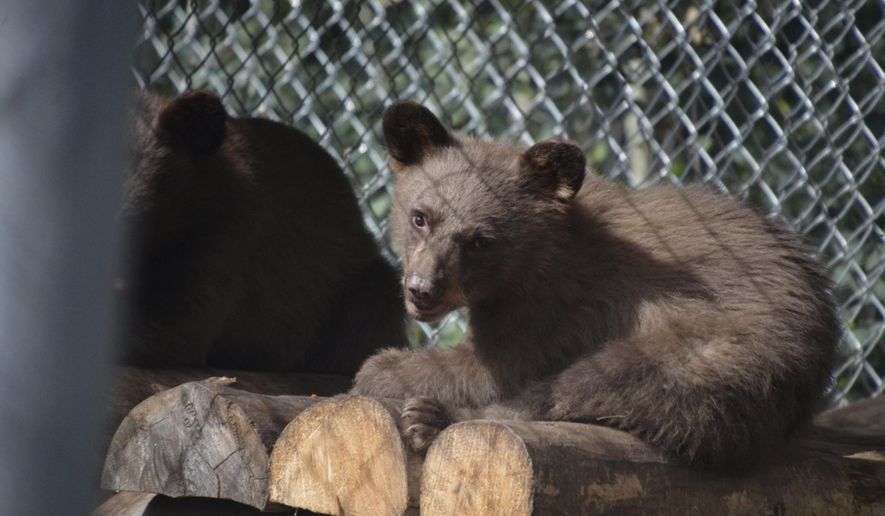 This Thursday, July 19, 2018, photo provided by Colorado Parks and Wildlife shows an orphaned bear cub that was burned by a wildfire healing at a rehabilitation center in Del Norte, Colo. Wildlife officials said Friday that the bear no longer has to wear bandages on her feet, which were severely burned by a wildfire north of Durango. The cub has more than doubled in size to 26 pounds (12 kilograms) since being spotted by firefighters and has left her cage to live in a pen with other cubs at the center. (Joe Lewandowski/Colorado Parks and Wildlife via AP)