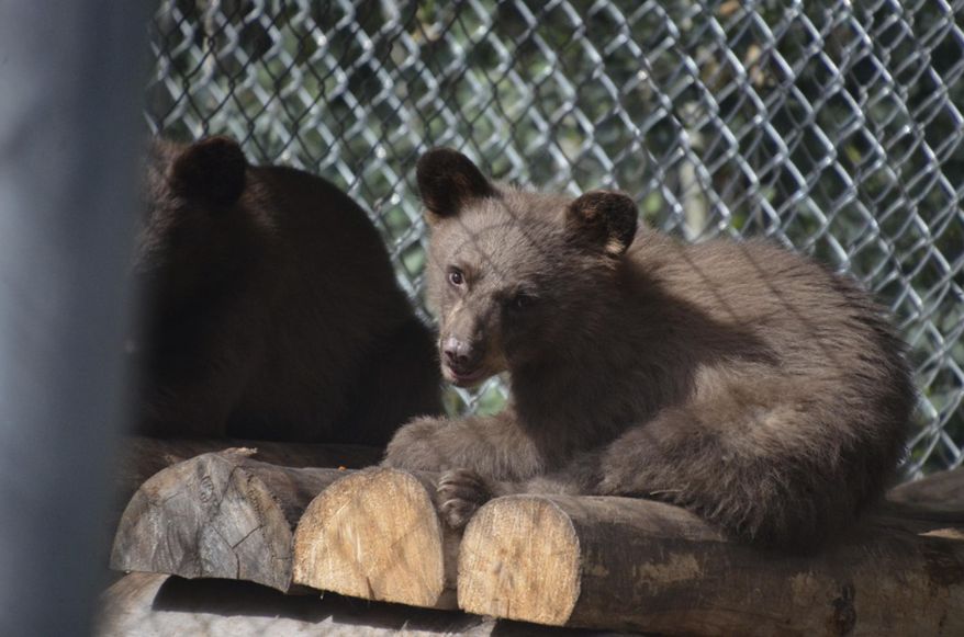 This Thursday, July 19, 2018, photo provided by Colorado Parks and Wildlife shows an orphaned bear cub that was burned by a wildfire healing at a rehabilitation center in Del Norte, Colo. Wildlife officials said Friday that the bear no longer has to wear bandages on her feet, which were severely burned by a wildfire north of Durango. The cub has more than doubled in size to 26 pounds (12 kilograms) since being spotted by firefighters and has left her cage to live in a pen with other cubs at the center. (Joe Lewandowski/Colorado Parks and Wildlife via AP)