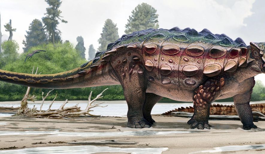 This artist rendering from the Natural History Museum of Utah shows an ankylosaur, a squat plant-eater that was covered in bony armor from its spiky head to its clubbed tail, that has been unveiled at the museum in Salt Lake City. The ankylosaur, Latin name Akainacephalus johnsoni, roamed southern Utah on four legs about 76 million years ago, during the late Cretaceous Period. (Natural History Museum of Utah via AP