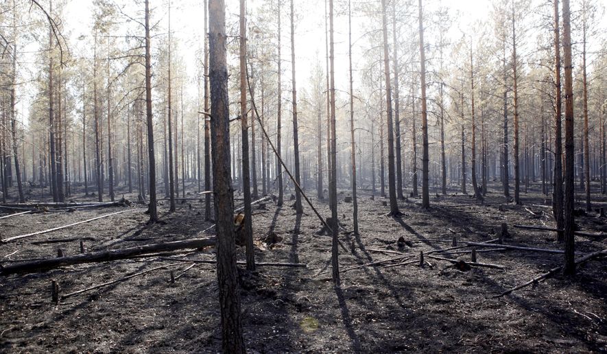The burned trunks of trees are seen after a major forest fire in Angra, Ljusdal municipality, Sweden, Sunday July 22, 2018. Sweden is fighting its most serious wildfires in decades — including blazes above the Arctic Circle — prompting the government to seek help from the military, hundreds of volunteers and other European nations. (Mats Andersson/TT News Agency via AP)