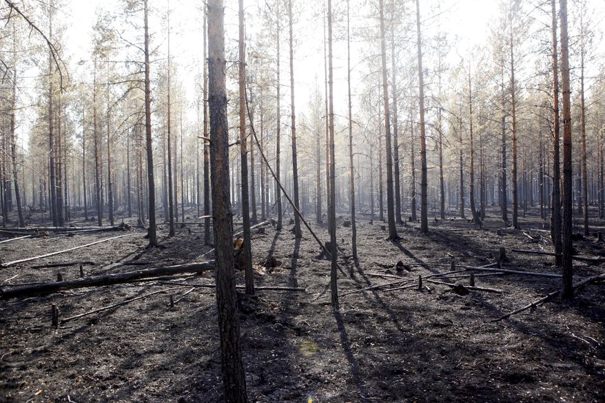 The burned trunks of trees are seen after a major forest fire in Angra, Ljusdal municipality, Sweden, Sunday July 22, 2018. Sweden is fighting its most serious wildfires in decades — including blazes above the Arctic Circle — prompting the government to seek help from the military, hundreds of volunteers and other European nations. (Mats Andersson/TT News Agency via AP)