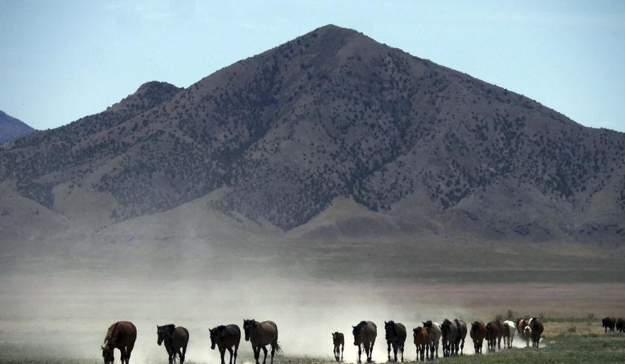In this June 29, 2018 photo, wild horses walk to a watering hole outside Salt Lake City. Harsh drought conditions in parts of the American West are pushing wild horses to the brink and forcing extreme measures to protect them. Federal land managers have begun emergency roundups in the deserts of western Utah and central Nevada. (AP Photo/Rick Bowmer)