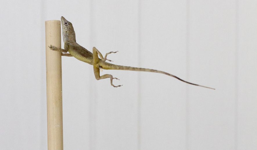 In this Oct. 19, 2017 photo provided by Colin Donihue, an anoles lizard hangs onto a pole during a simulated wind experiment in the Turks and Caicos Islands. According to a study in the Wednesday, July 25, 2018 edition of the journal Nature, lizards who survived 2017’s Hurricanes Irma and Maria had 6 to 9 percent bigger toe pads, significantly longer front limbs and smaller back limbs, compared with the population before the storms. (Colin Donihue via AP)