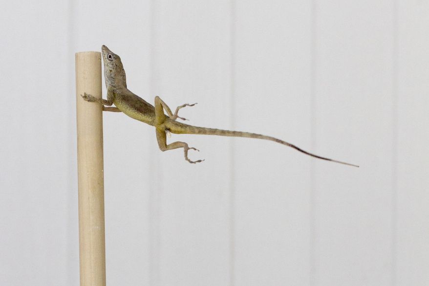 In this Oct. 19, 2017 photo provided by Colin Donihue, an anoles lizard hangs onto a pole during a simulated wind experiment in the Turks and Caicos Islands. According to a study in the Wednesday, July 25, 2018 edition of the journal Nature, lizards who survived 2017’s Hurricanes Irma and Maria had 6 to 9 percent bigger toe pads, significantly longer front limbs and smaller back limbs, compared with the population before the storms. (Colin Donihue via AP)