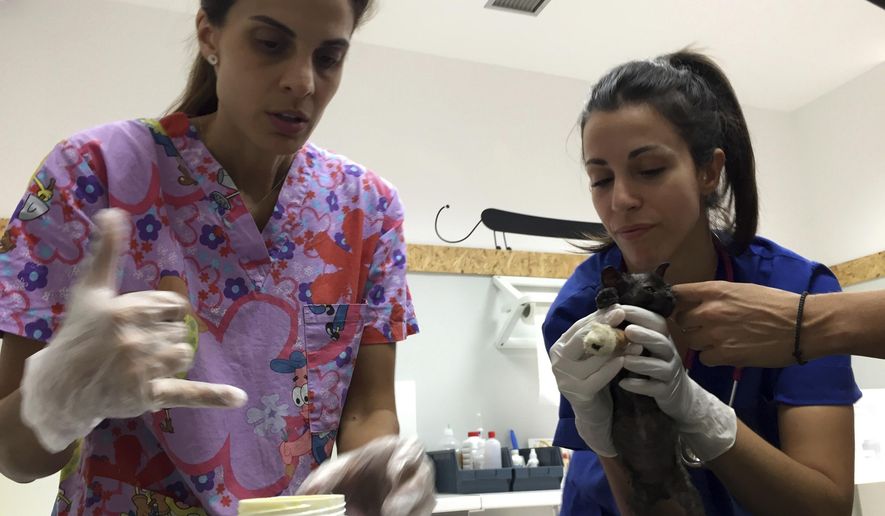Veterinarians Iron Mavraki, left, and Meni Tsakalidi treat a cat that suffered burns and other injuries in Pikermi, east of Athens, after a wildfire swept through popular summer resorts near Athens and claimed the lives of more than 80 people. (AP Photo/Boris Pilipenko)