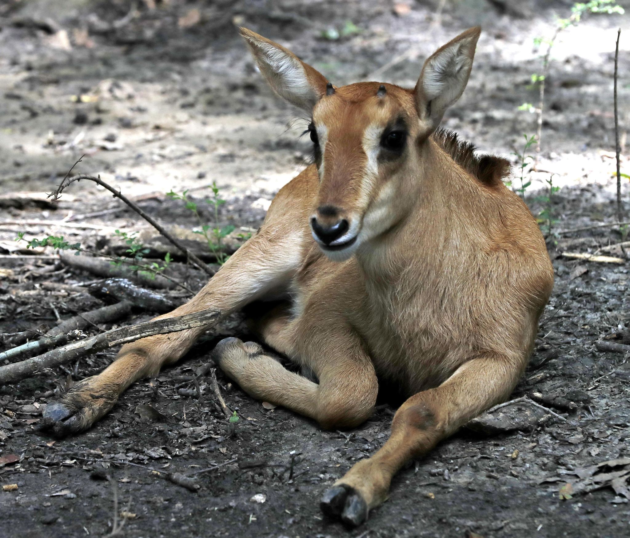 It's a girl,girl,boy,girl...! Baby boom at 2-zoo partnership - Washington Times