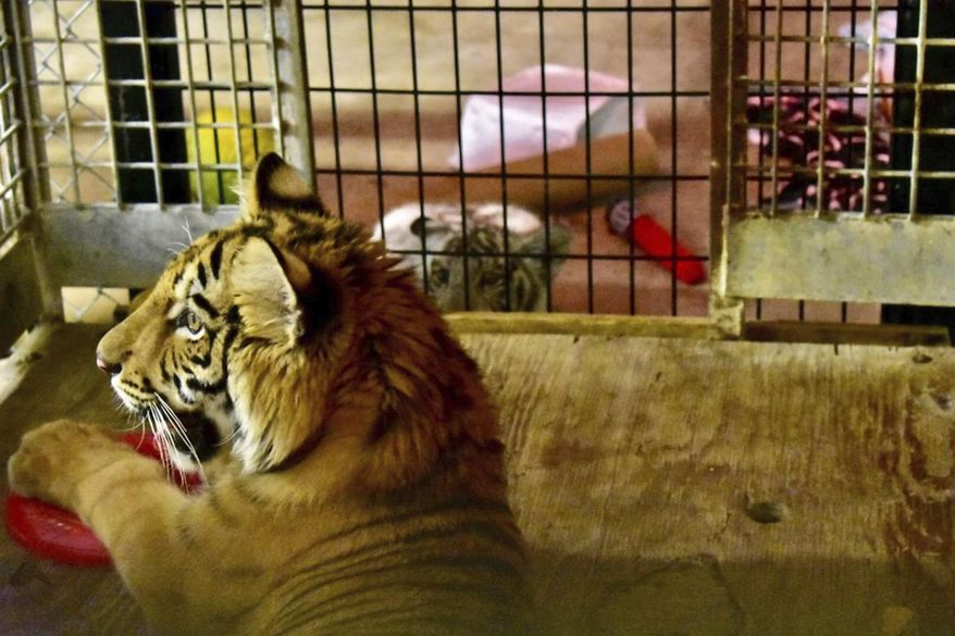 This July 27, 2018 photo provided by In-Sync Exotics Wildlife Rescue and Educational Center shows Kenobi, a male tiger that was abandoned April 30 at the U.S. border by smugglers, settling into his new home at the In-Sync Exotics Wildlife Rescue and Educational Center in Wylie, Texas. Kenobi arrived Thursday night, July 26, 2018, at In-Sync Exotics, an animal sanctuary in Wylie, 30 miles (50 kilometers) northeast of Dallas. In Sync Exotics says Kenobi will have a playmate in Kylo Ren, a white tiger cub born there in March shortly after the rescue of his parents, and is seen here peering up at Kenobi in the background. (In-Sync Exotics Wildlife Rescue and Educational Center via AP)
