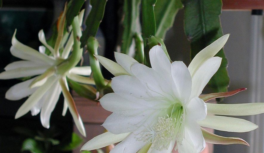 This undated photo shows a blooming cereus cactus in New Paltz, N.Y. Many cactii parade under the name "cereus;" this one — botanically Epiphyllum — is another one of the many beautiful ones. (Lee Reich via AP)