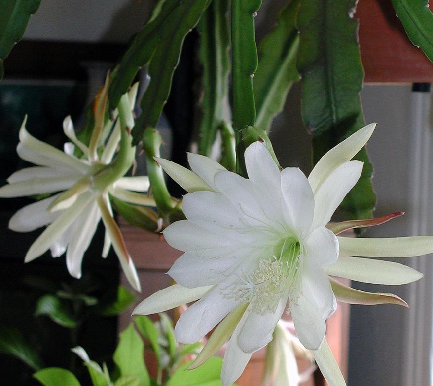 This undated photo shows a blooming cereus cactus in New Paltz, N.Y. Many cactii parade under the name "cereus;" this one — botanically Epiphyllum — is another one of the many beautiful ones. (Lee Reich via AP)