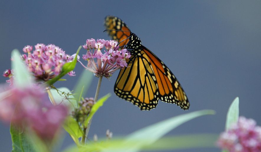 FILE - In this July 22, 2012, file photo, a Monarch butterfly eats nectar from a swamp milkweed on the shore of Rock Lake in Pequot Lakes, Minn. Milkweed has long been considered a nuisance on North American farmlands but now, more than 100 farmers in Quebec and Vermont are planting it in their fields to help restore the declining population of monarchs, which use that plant exclusively for their eggs and to feed the caterpillars. The farmers are also tapping a new market for the milkweed fibers. (AP Photo/Ann Heisenfelt, File)