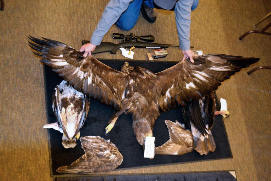FILE - This Feb. 1, 2016, file photo provided by the Nevada Department of Wildlife shows a Nevada game warden displaying the carcasses and wings of two golden eagles and a hawk seized from an Arizona man accused of killing an eagle and illegally possessing raptor parts at the department's office in Elko. Federal authorities in South Dakota have announced sentencing for 19 defendants ranging from fines to prison time in an undercover investigation into the illegal trafficking of eagle and other protected bird parts. U.S. Attorney Ron Parsons announced the sentences Thursday, Aug. 2, 2018, obtained under the investigation dubbed Project Dakota Flyer. (Joe Doucette/Nevada Department of Wildlife via AP, File)