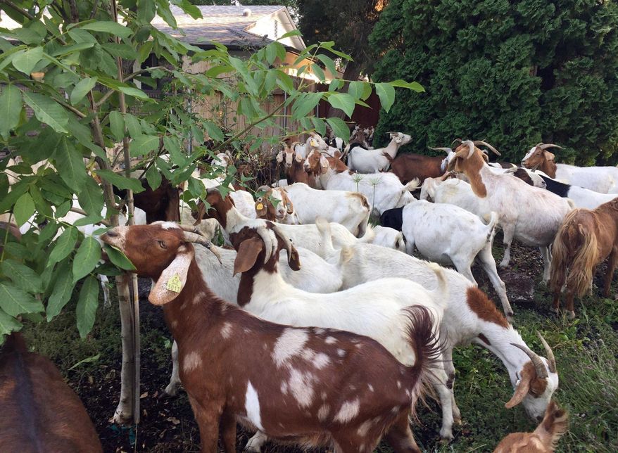 Scores of goats much on the flora and fauna in a residential area of Boise, Idaho, Friday, Aug 3, 2018. About 100 escaped goats munched on manicured lawns in Idaho's capital city on Friday morning before being rounded up and hauled away. (Ruth Brown/Idaho Statesman via AP)