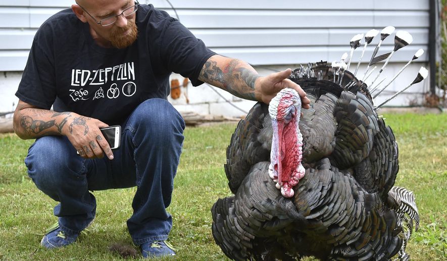 Mark Johnston says he's the only person "Turkey" lets touch him. Garden City, Mich., resident Mark Johnston, 45, says this wild turkey showed up in his back yard about eight months ago during the last snow fall before the spring as the bird hangs out in Johnston's backyard and side yard, Tuesday, July 31, 2018. A Garden City ordinance officer gave him a warning about having the bird on his property then a ticket. Although, when he made a phone call to the MI-DNR, they advised him not to feed or give the bird he calls, "Turkey," any water to make it leave. The bird will probably leave on its own, but that he also needs to pay attention to Michigan wildlife laws. (Todd McInturf/Detroit News via AP)