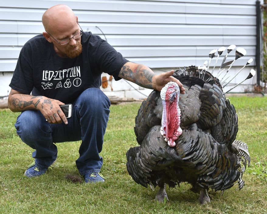 Mark Johnston says he's the only person "Turkey" lets touch him. Garden City, Mich., resident Mark Johnston, 45, says this wild turkey showed up in his back yard about eight months ago during the last snow fall before the spring as the bird hangs out in Johnston's backyard and side yard, Tuesday, July 31, 2018. A Garden City ordinance officer gave him a warning about having the bird on his property then a ticket. Although, when he made a phone call to the MI-DNR, they advised him not to feed or give the bird he calls, "Turkey," any water to make it leave. The bird will probably leave on its own, but that he also needs to pay attention to Michigan wildlife laws. (Todd McInturf/Detroit News via AP)